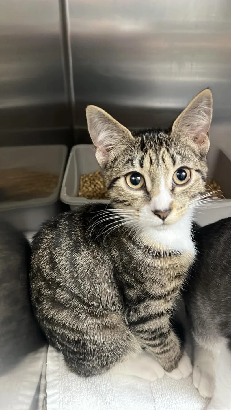 A young medium-sized male Tabby (Brown / Chocolate) Domestic Short Hair cat named Yami for adoption in Burgaw, NC