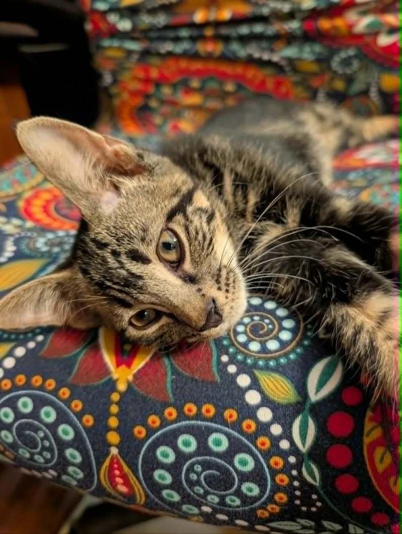 A baby medium-sized female Brown / Chocolate Domestic Short Hair cat named Raina for adoption in Oviedo, FL