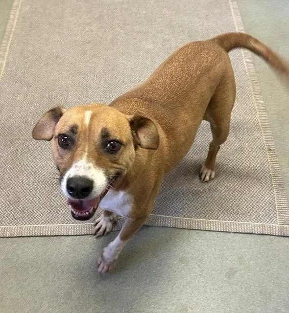 A young medium-sized female Mixed Breed dog named Mattie yr for adoption in Sterling, MA