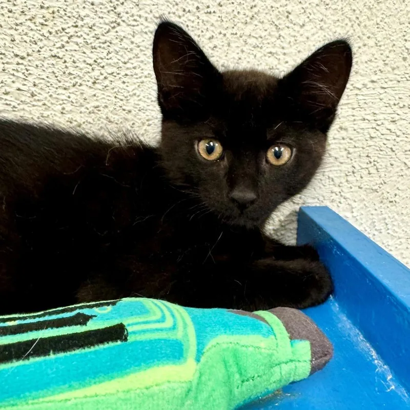 A baby small-sized female Black Domestic Short Hair cat named Willow for adoption in Long Beach, CA