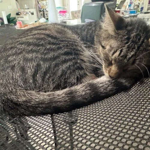 A baby small-sized male Tabby (Gray / Blue / Silver) Domestic Short Hair cat named Milo.m for adoption in Tampa, FL
