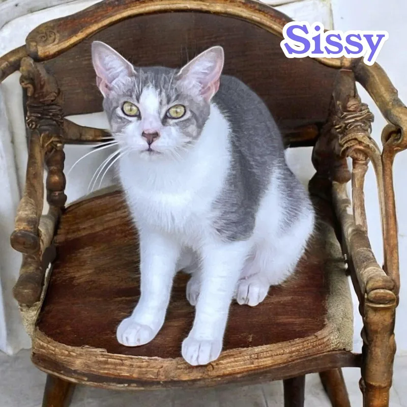 Sissy  Nj thumbnail 2