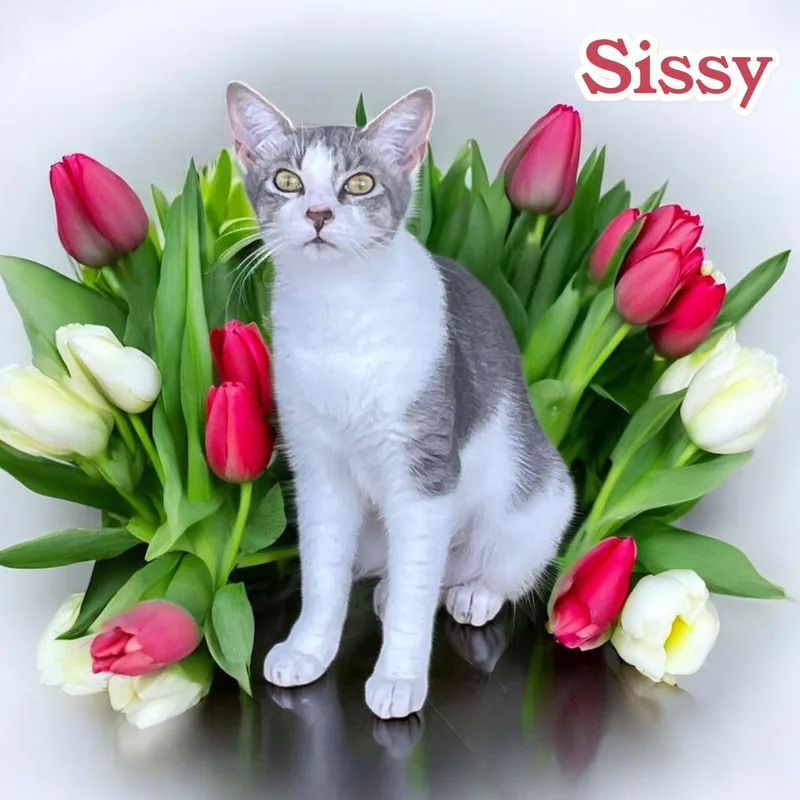 Sissy  Nj thumbnail 6