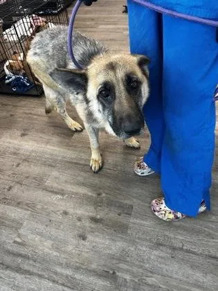 An adult medium-sized female German Shepherd Dog dog named Stimpy for adoption in Palm Coast, FL
