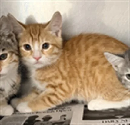 A baby small-sized male Domestic Short Hair cat named Joey for adoption in Chatsworth, CA