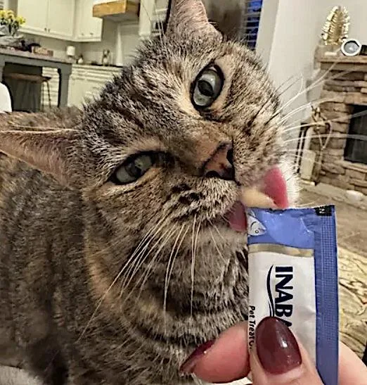 A senior large-sized female Dilute Tortoiseshell Domestic Short Hair cat named Mimi for adoption in Amherst, MA