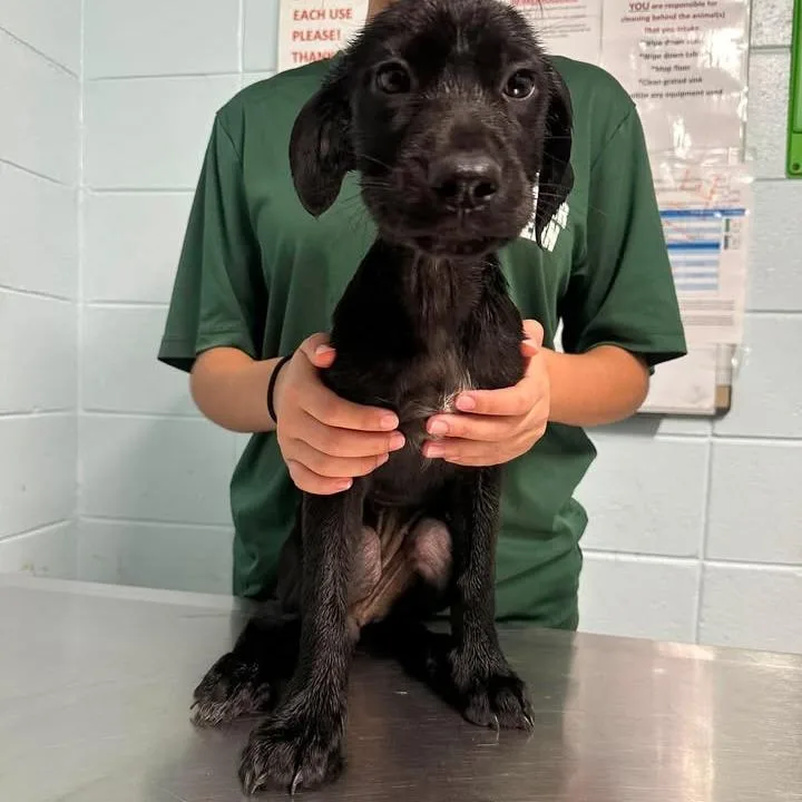 A baby small-sized female Black Labrador Retriever dog named Megan Meiyok for adoption in Austin, TX