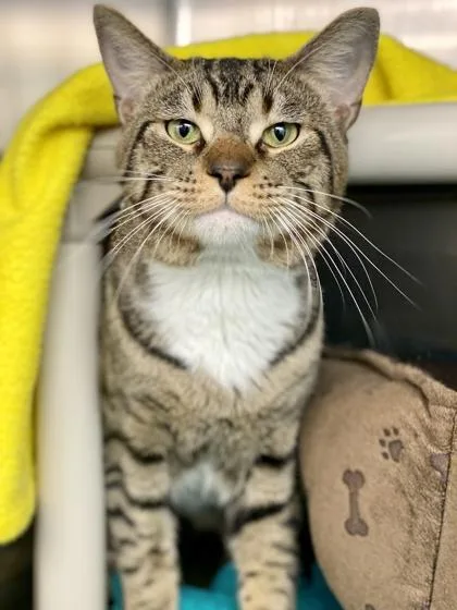 An adult medium-sized male Domestic Short Hair cat named Bowie for adoption in Munster, IN