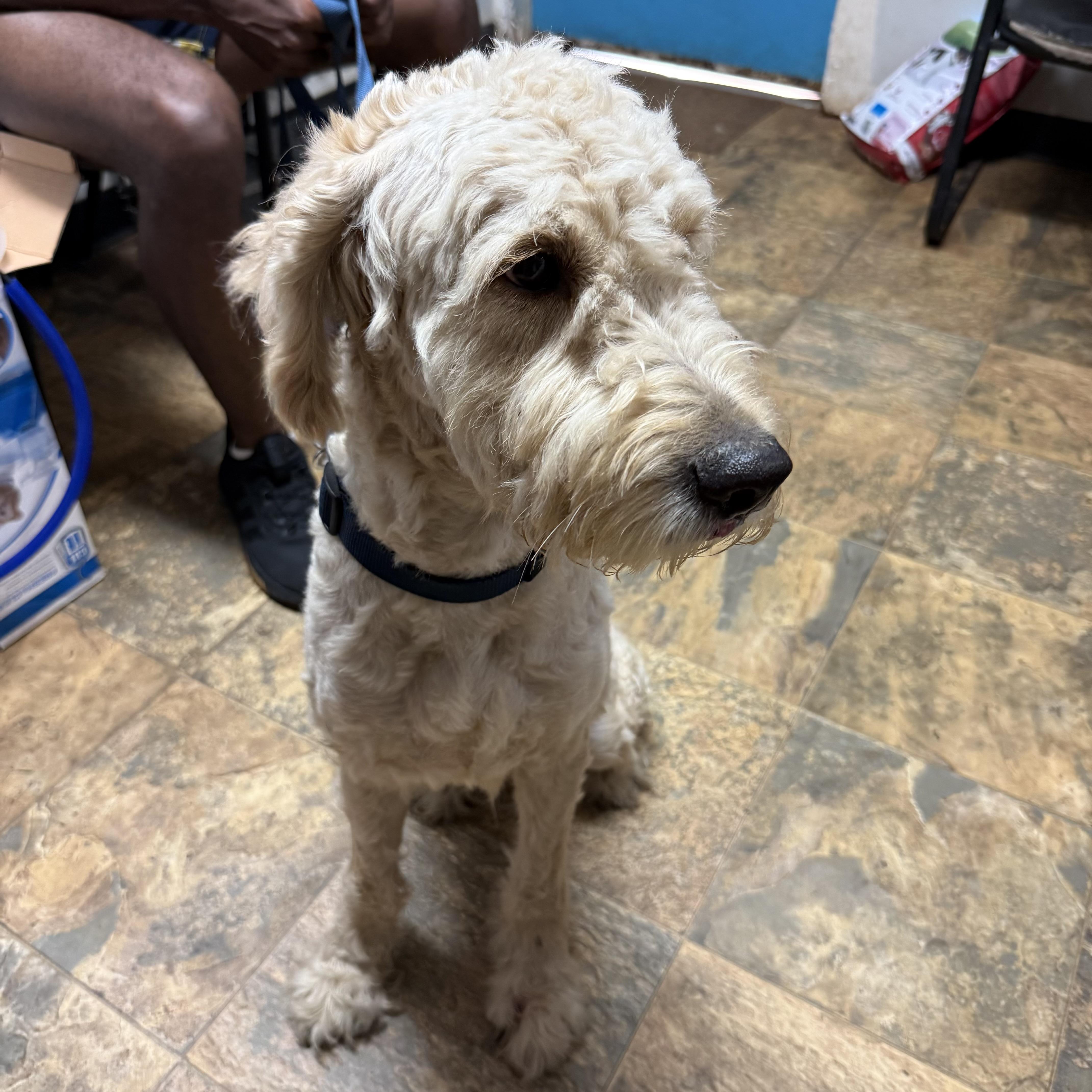 An adult medium-sized male Yellow / Tan / Blond / Fawn Poodle dog named Jasper for adoption in Columbia, SC