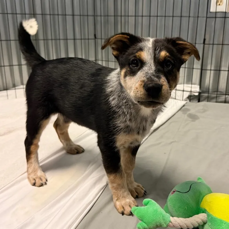 A baby small-sized male Black Australian Cattle Dog / Blue Heeler dog named Lock for adoption in Flagstaff, AZ