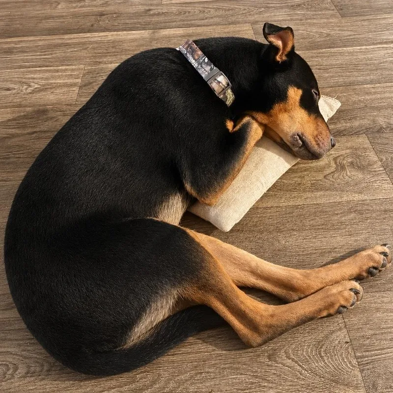 A baby large-sized male Black Doberman Pinscher dog named Kiba for adoption in Houston, TX