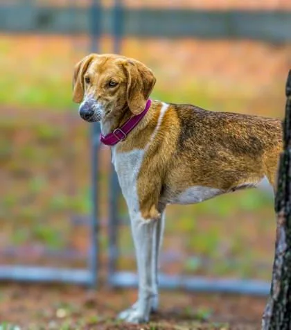 An adult medium-sized female Hound dog named B June Bug for adoption in North Charleston, SC