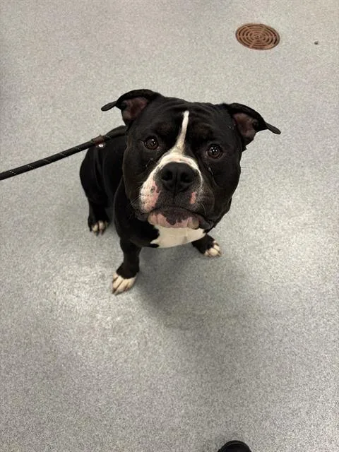 An adult large-sized male American Bulldog dog named Stephon for adoption in Indianapolis, IN