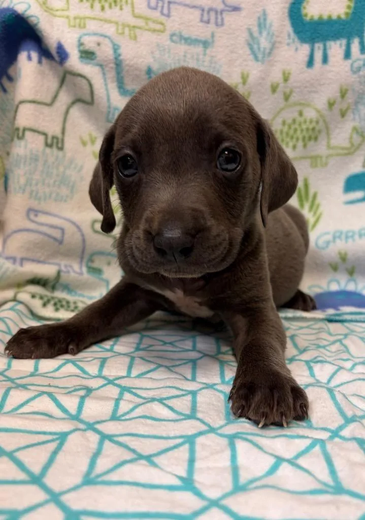 A baby large-sized male Weimaraner dog named Shofer for adoption in Clinton, SC