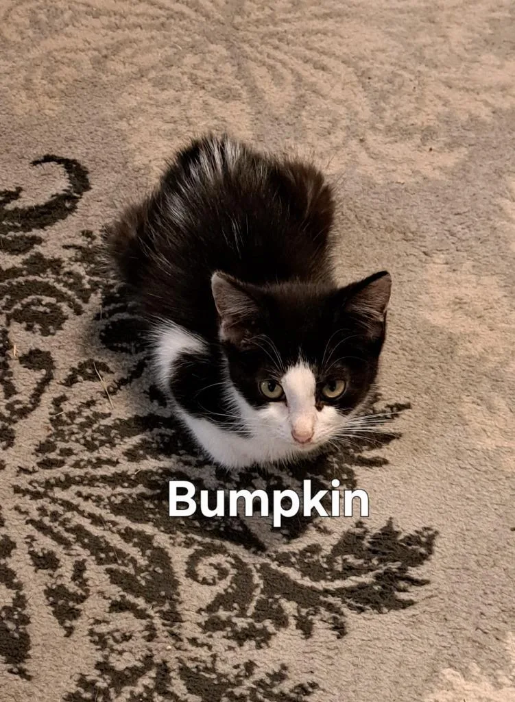 A baby small-sized male Domestic Short Hair cat named Bumpkin for adoption in Plattsburgh, NY