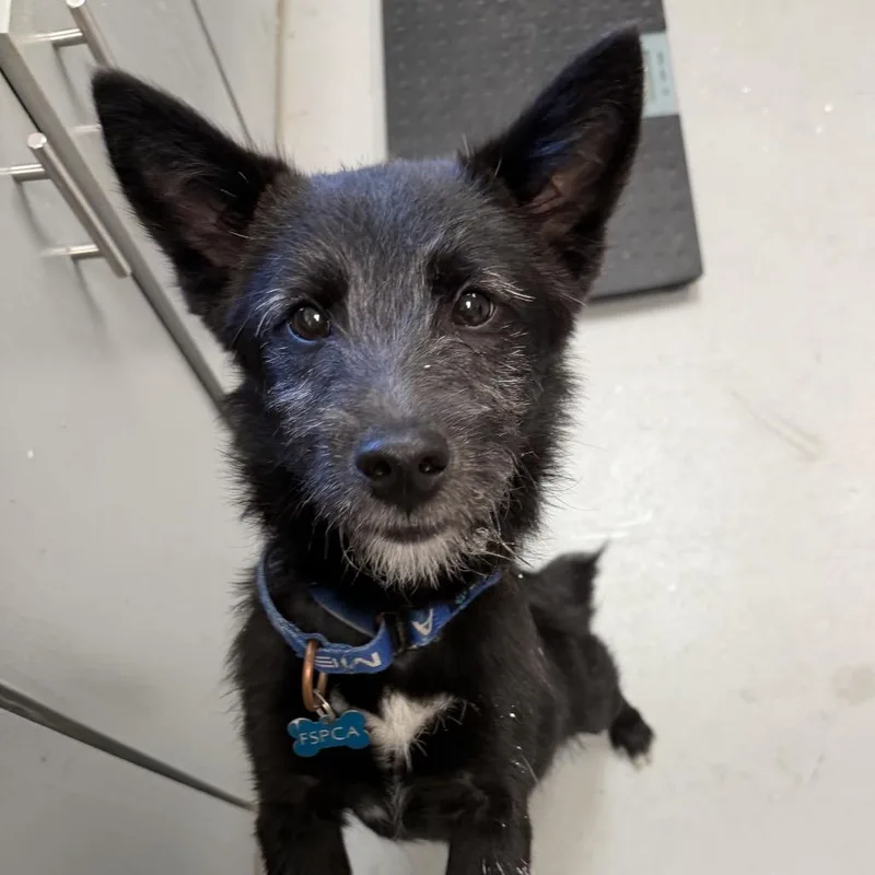 A baby small-sized male Black Giant Schnauzer dog named Dale for adoption in Troy, VA