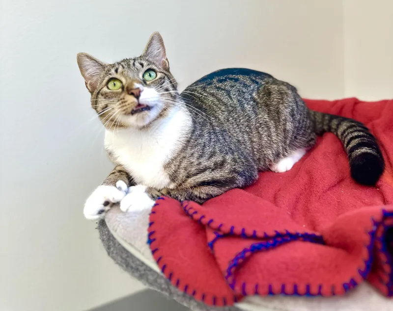 A young medium-sized female American Shorthair cat named Tweak for adoption in Cherryfield, ME