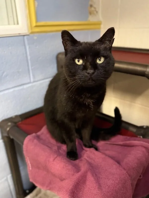 An adult medium-sized female Black Domestic Short Hair cat named Sugar for adoption in Fruit Heights, UT