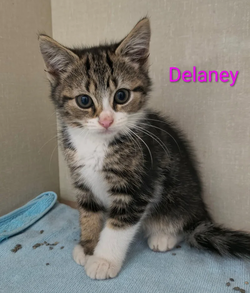 Delaney