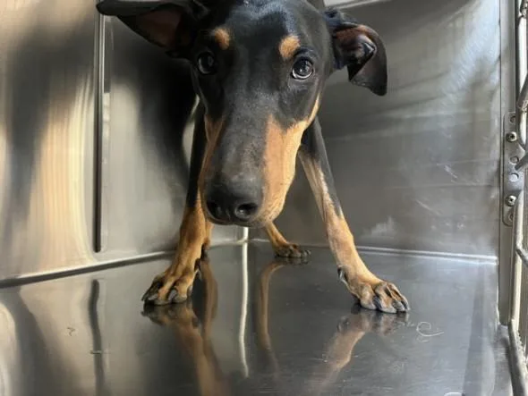 A young large-sized female Doberman Pinscher dog named Smokey for adoption in San Pedro, CA