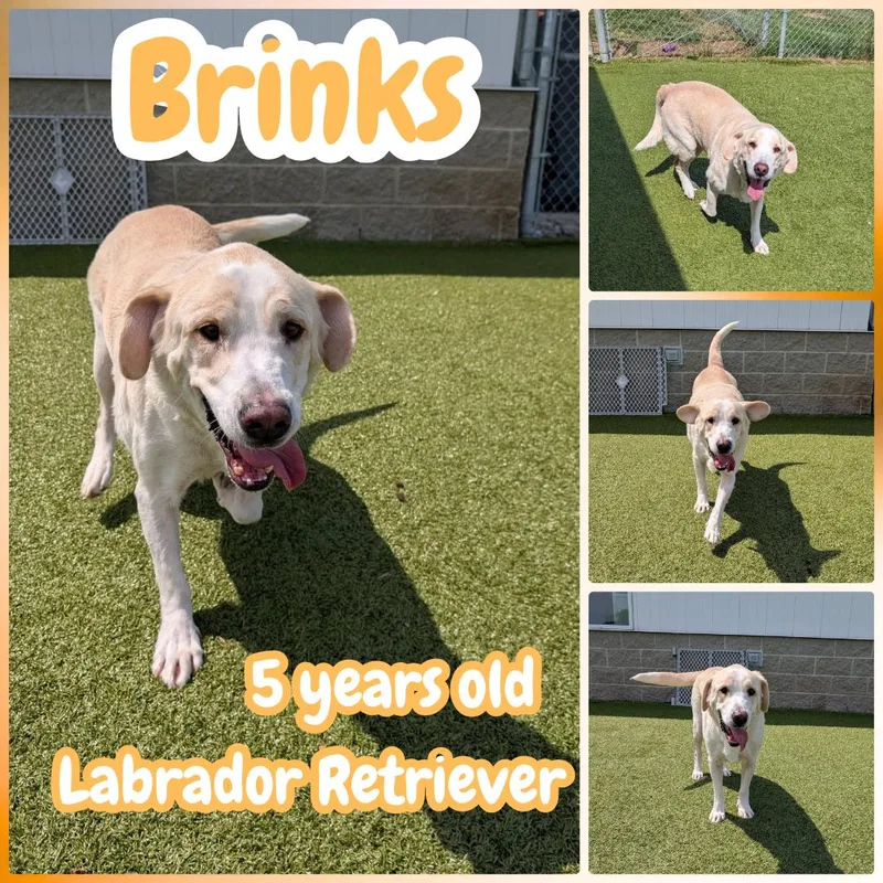 An adult large-sized male Yellow / Tan / Blond / Fawn Yellow Labrador Retriever dog named Brinks for adoption in Franklin, IN