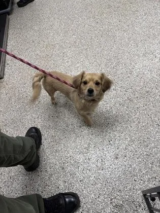 An adult small-sized male Mixed Breed dog named Pugsly for adoption in Gastonia, NC