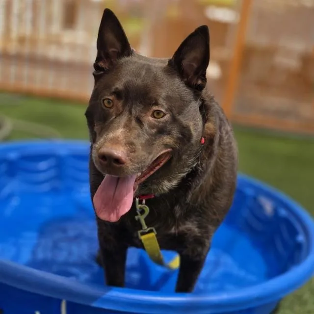 An adult medium-sized male Labrador Retriever dog named Duke for adoption in Las Vegas, NV