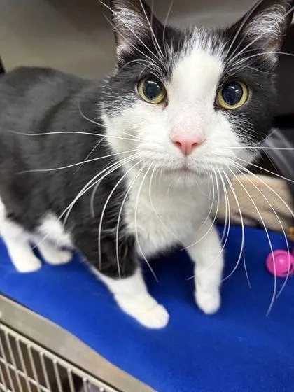 A senior large-sized male Domestic Short Hair cat named Milo for adoption in Shawano, WI