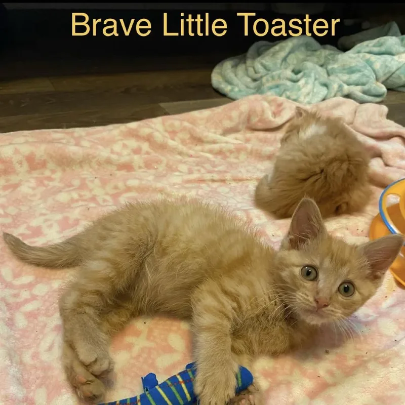 A baby small-sized male Orange / Red Domestic Short Hair cat named Brave Little Toaster for adoption in Bentonville, AR