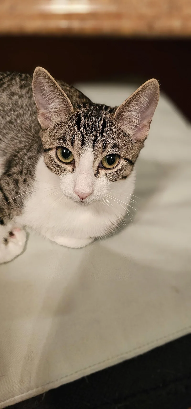 A young small-sized female Gray & White Domestic Short Hair cat named Mirai for adoption in Mission Viejo, CA