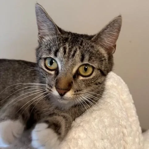 An adult medium-sized female Domestic Short Hair cat named Selena for adoption in Cumming, GA