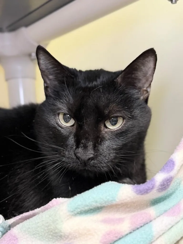 A senior medium-sized female Domestic Short Hair cat named Duchess for adoption in Menomonie, WI
