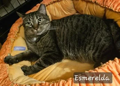 An adult medium-sized female Domestic Short Hair cat named Esmerelda for adoption in Fairfax, VA