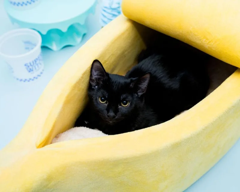 A baby medium-sized female Black Domestic Short Hair cat named Mochi for adoption in Jefferson, LA