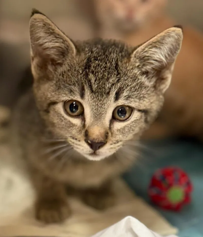 A baby small-sized male Domestic Short Hair cat named Strayquan for adoption in Sherwood, AR