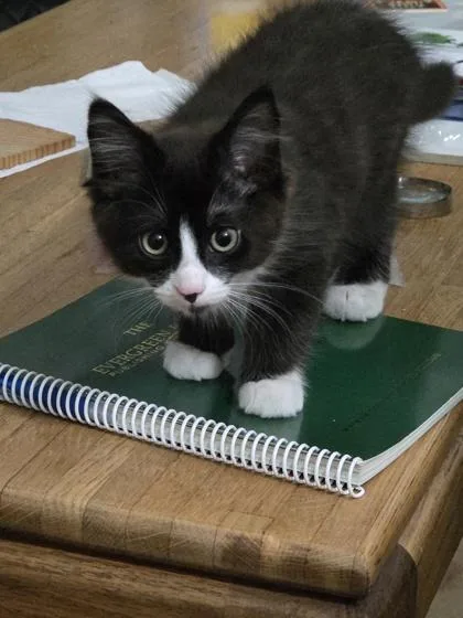Tux
