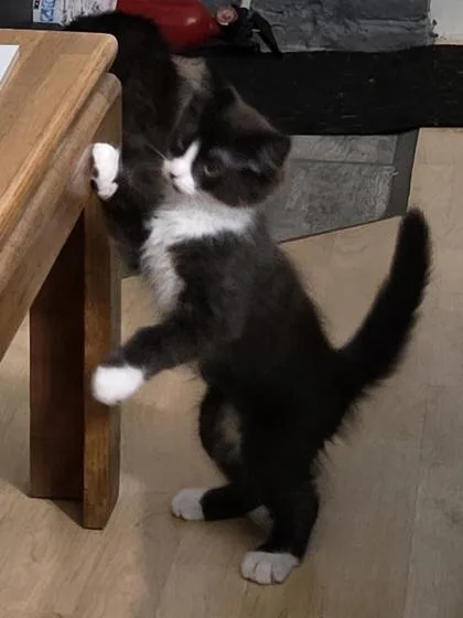 Tux thumbnail 2