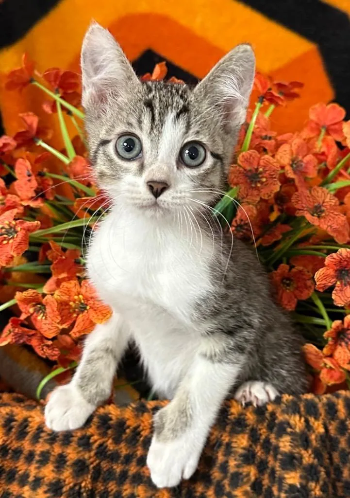 A baby small-sized male Domestic Short Hair cat named Whiskerello for adoption in Stillwater, OK