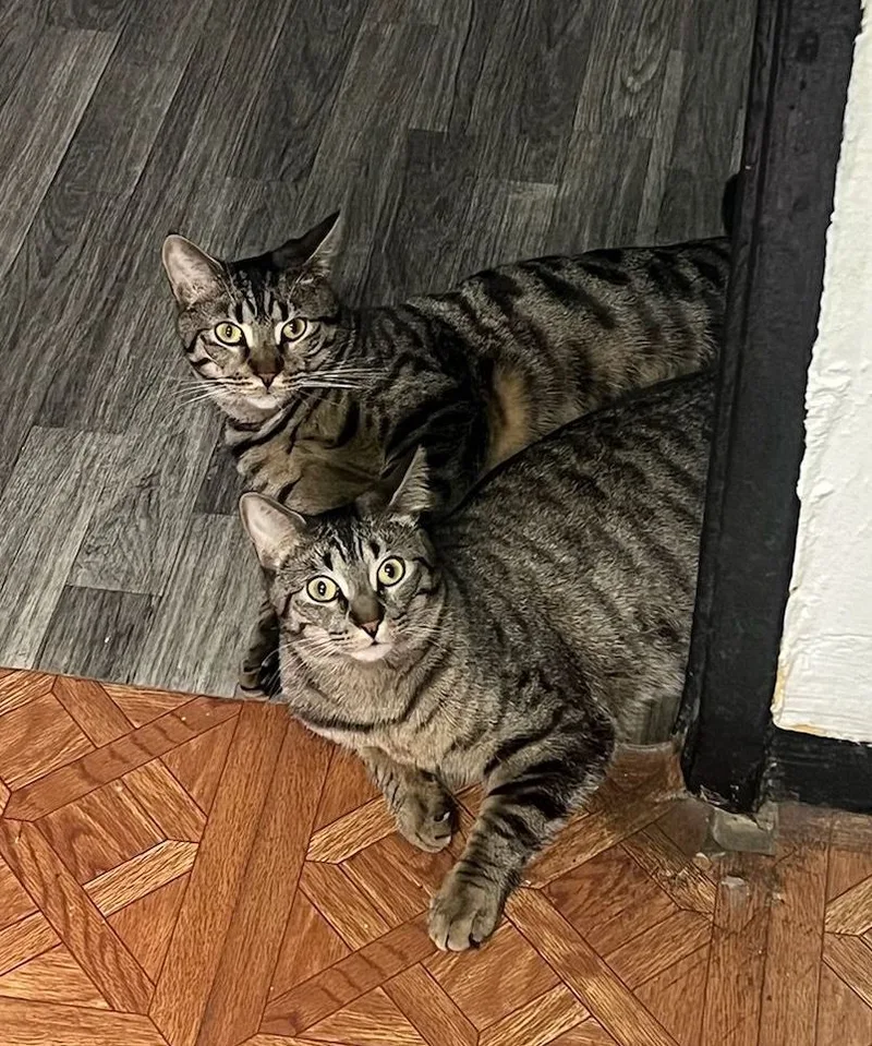 Minnie & Miles thumbnail 3