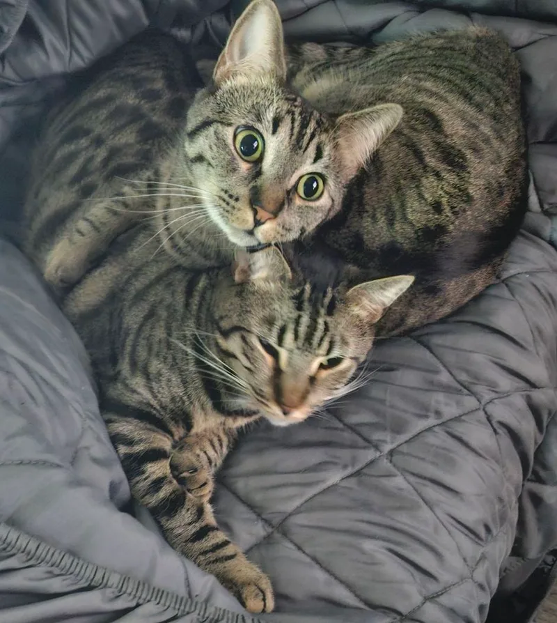 Minnie & Miles thumbnail 4