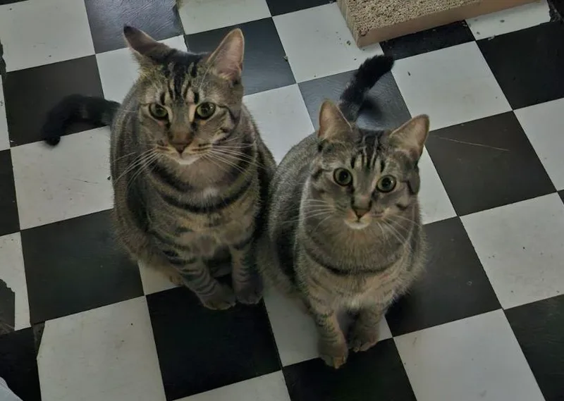 Minnie & Miles thumbnail 5