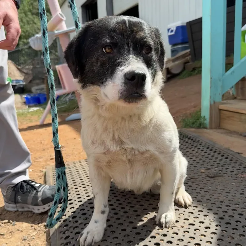 Captain Pepperoni thumbnail 4