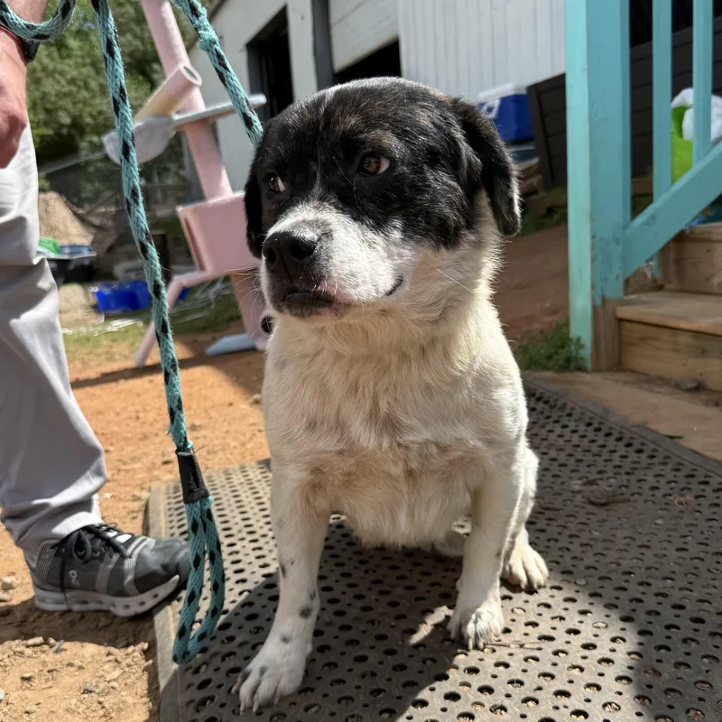 Captain Pepperoni thumbnail 5