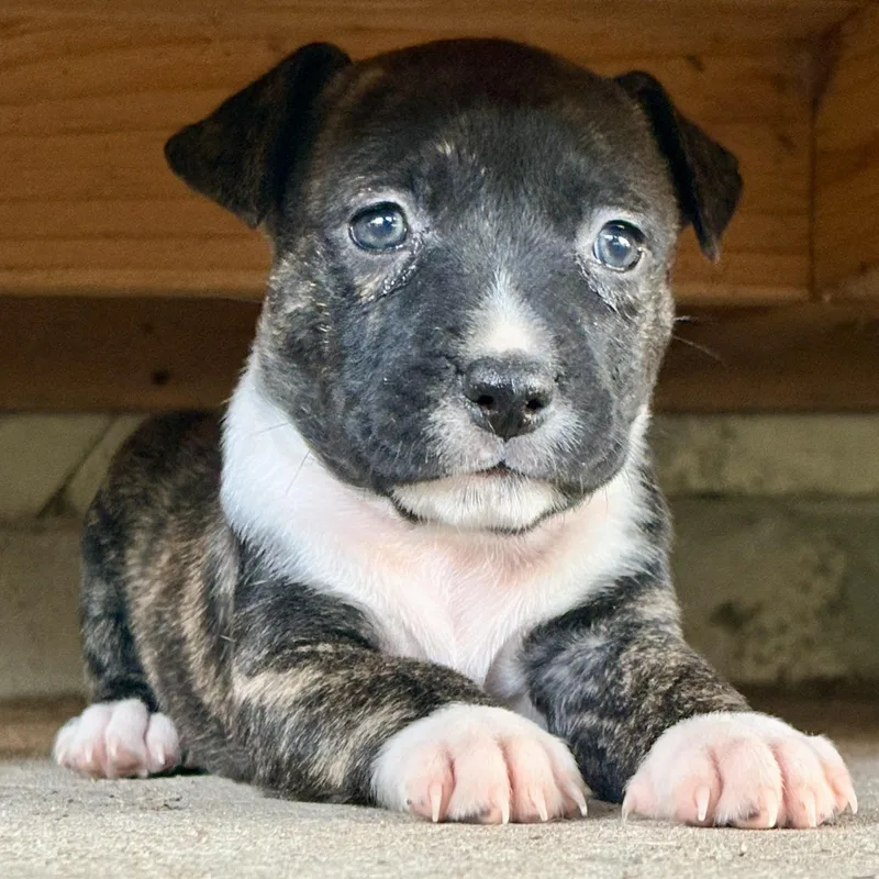 A baby medium-sized female Brindle Australian Cattle Dog / Blue Heeler dog named Dolly for adoption in Liverpool, TX