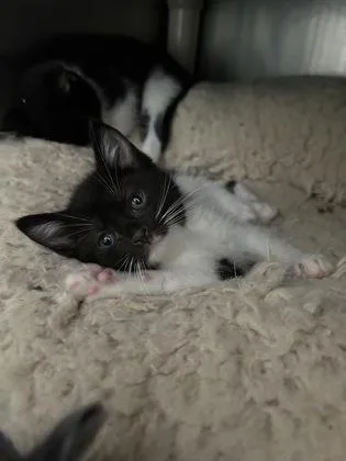 A baby small-sized male Black & White / Tuxedo Domestic Short Hair cat named Mr. Beverly for adoption in Annapolis, MD