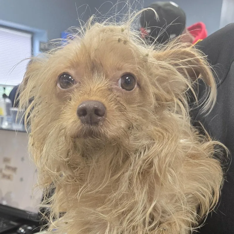 An adult small-sized female Brown / Chocolate Mixed Breed dog named Ahnjstray for adoption in Newark, NJ