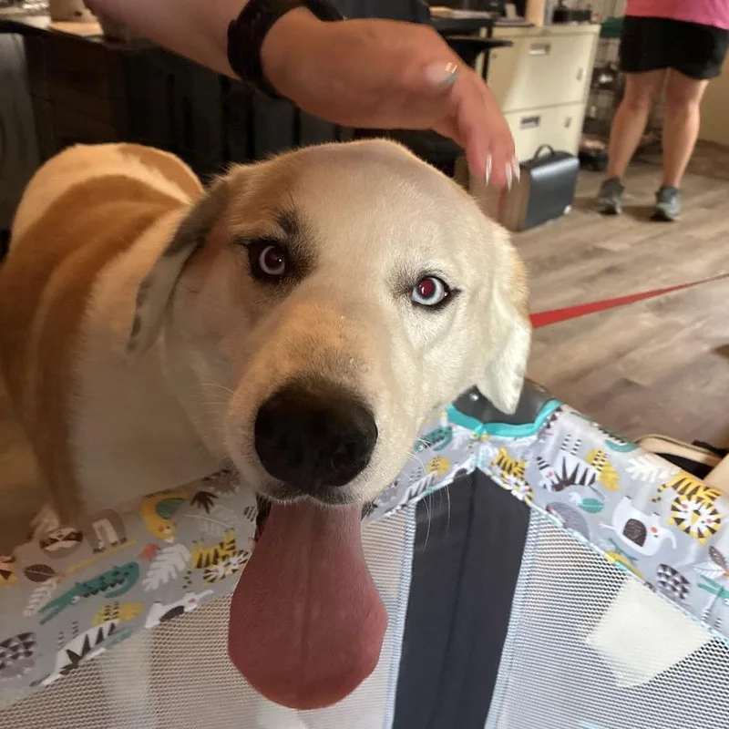 An adult extra large-sized male White / Cream Mixed Breed dog named Yeti for adoption in Hamilton, GA