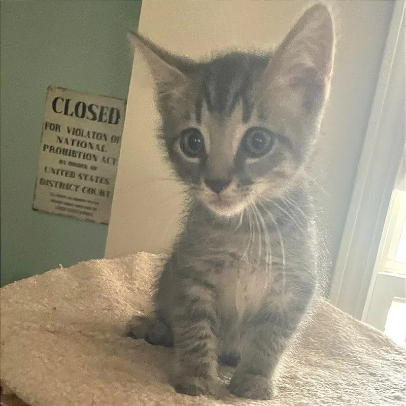 A baby small-sized male Domestic Short Hair cat named Ted Mosby for adoption in Cumming, GA