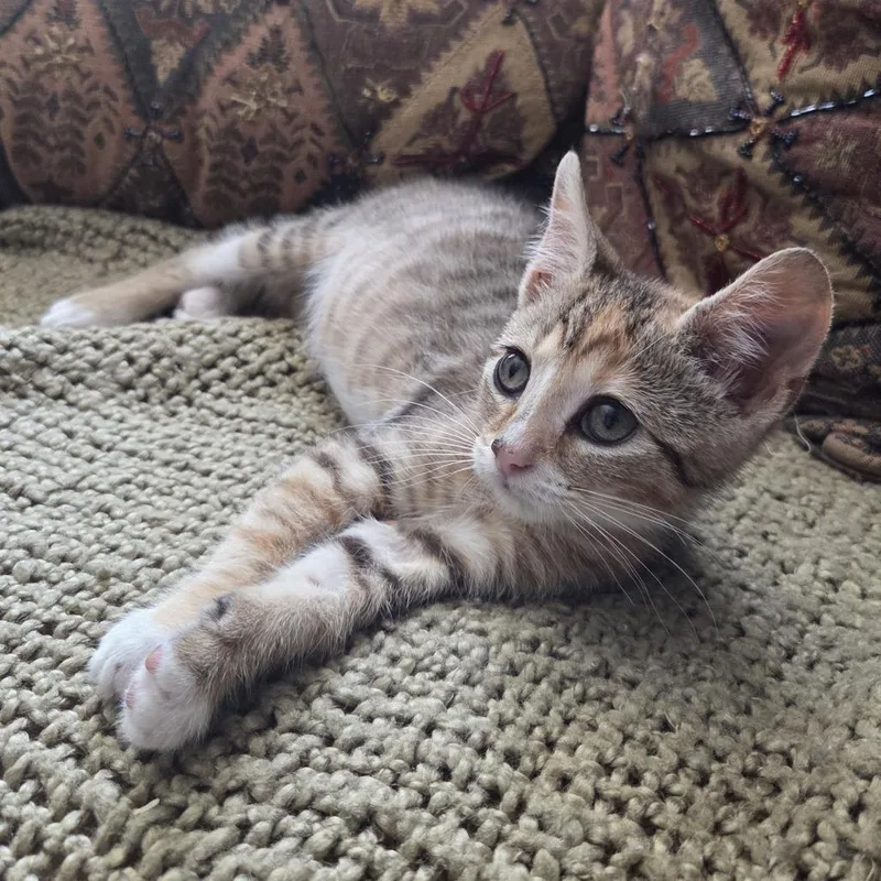 A baby small-sized female Calico Domestic Short Hair cat named Stroopwafel Ramishvili for adoption in Merrifield, VA