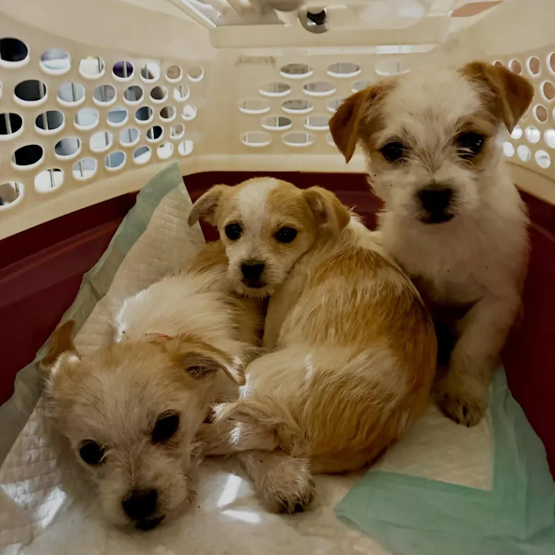 Lily Rose thumbnail 2